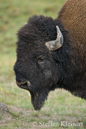 027 Amerikanischer Bison - Buffalo